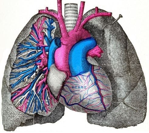 COPD Exacerbations May Increase Risk of Severe CV Events by More Than 15-Fold: Cohort Study / image credit heart and lungs ©Morphart Creation/shutterstock.com