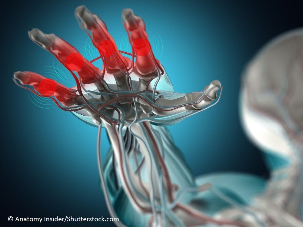 © Anatomy Insider/Shutterstock.com