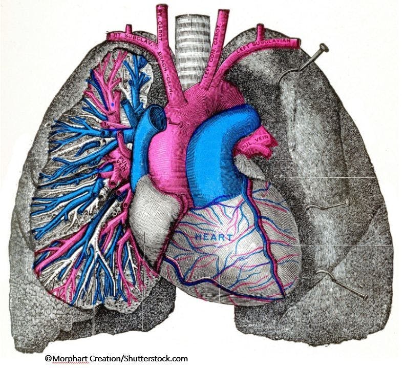 COPD Exacerbations May Increase Risk of Severe CV Events by More Than 15-Fold: Cohort Study / image credit heart and lungs ©Morphart Creation/shutterstock.com
