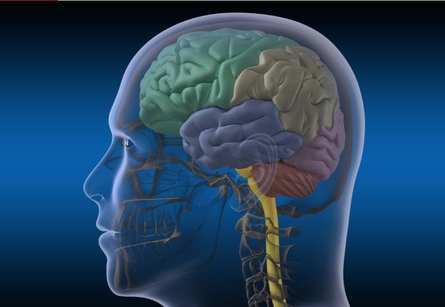 Persistent Changes in Brain Function Observed in Persons with Long COVID brain image ©Alex/Adobe Stock
