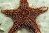 HIV/AIDS and Starfish: "It Makes A Difference to This One"