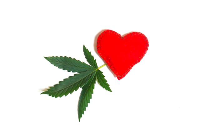 Marijuana leaf, cannabis with red heart isolated on white background.