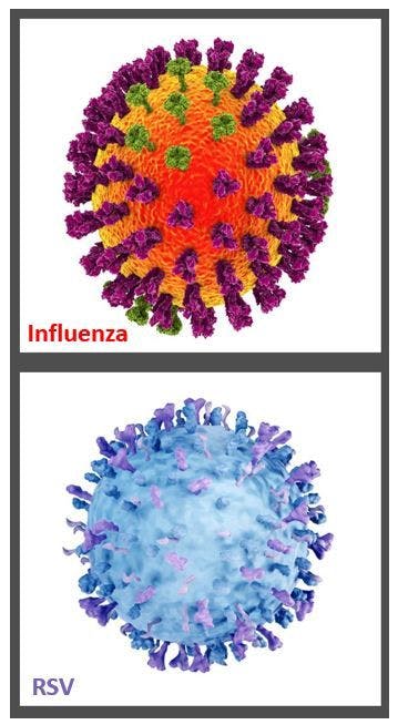 Coadministration of RSV, Influenza Vaccines Found Safe and Effective in New Study / Image credits RSV ©Artur/stock.adobe.com influenza ©Kateryna_Kon/stock.adobe.com 