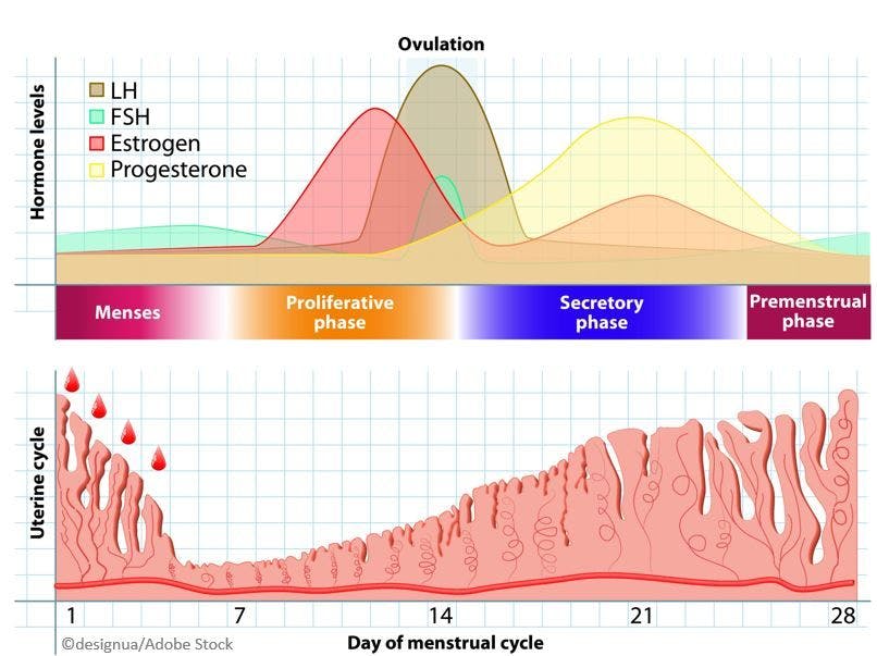 Menstrual Cycle Irregularities May Increase Risk for Cardiometabolic Events in Later Life