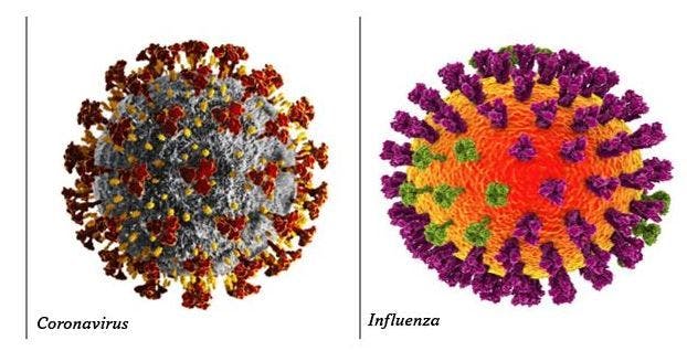 Pfizer BioNTech Topline Data Show Robust Immune Response for COVID-19/Influenza Vaccine Combination  / image credit flu and C19 viruses ©Kateryna_Kon/stock.adobe.com