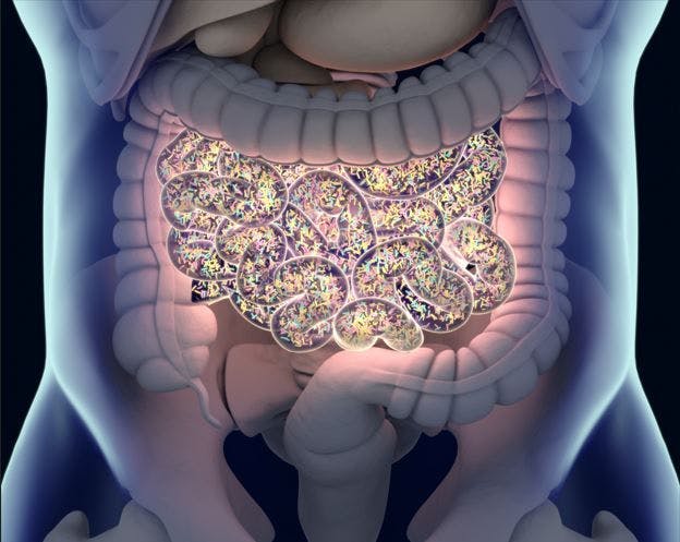 Treating the Gut Microbiome Could Shorten Long COVID, Study Suggests image credit  gut bacteria ©Anatomy Insider/stock.adobe.com
