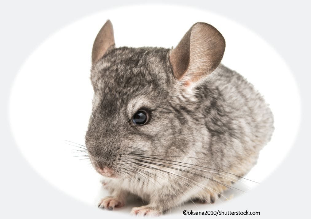 Vaccines, Ear Infections, Chinchillas, and a BandAid